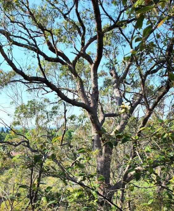 The Black Cockatoo - Secret Garden Treetops Home Katoomba Extérieur photo